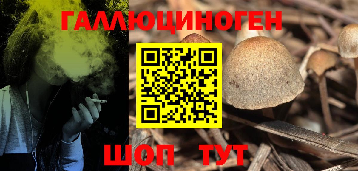 Галлюциногенные грибы Psilocybine cubensis  Горячий Ключ  Псилоцибиновые грибы GOLDEN TEACHER 